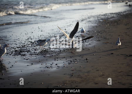 Gabbiani di lotta contro il pesce da Malibu Pier, sulla Pacific Coast Highway, Malibu, Los Angeles County, California Foto Stock