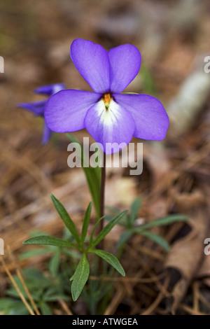 Piedi di uccelli viola Foto Stock