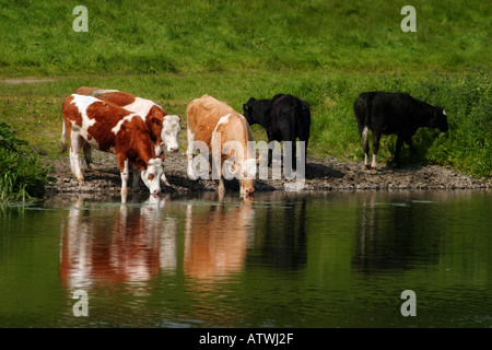 Pascolo del bestiame Foto Stock