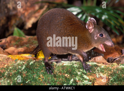 Muschiato Ratto canguro Hypsiprymnodon moschatus. Fotografato in eredità di mondo Wet Tropics Parco Nazionale, N Queensland, Australia Foto Stock