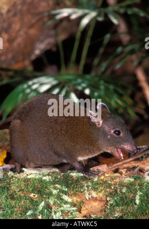 Muschiato Ratto canguro Hypsiprymnodon moschatus. Fotografato in eredità di mondo Wet Tropics Parco Nazionale, N Queensland, Australia Foto Stock