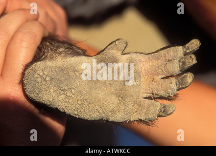 Nord dal naso peloso Wombat Lasiorhinus krefftir Hind piede specie in via di estinzione fotografate nella Foresta di Epping Queensland Australia Foto Stock