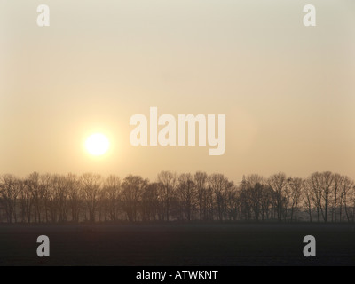 Tramonto su alberi all'orizzonte Foto Stock