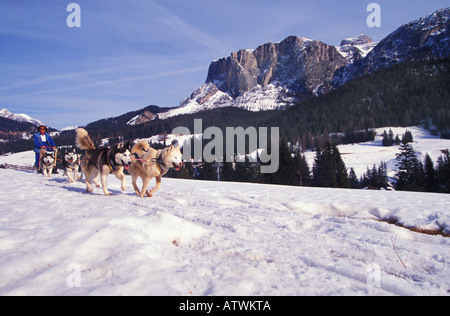 Sleddog Alta Badia Trentino Alto Adige Italia Foto Stock