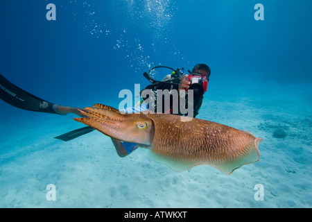 Sommozzatore/fotografo e un comune Le Seppie Sepia officinalis, in Palau, Micronesia. Foto Stock