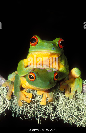 Orange thighed Raganella Litoria chloris coppia fotografato nel Queensland Australia Foto Stock