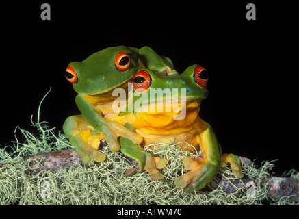 Orange thighed Raganella Litoria chloris fotografato nel Queensland Australia Foto Stock