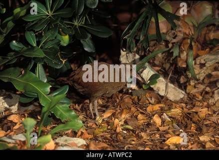 Isola di Lord Howe Woodhen Gallirallus sylvestris fotografati a Isola di Lord Howe Australia Foto Stock