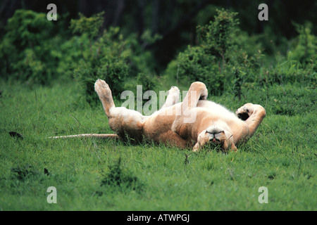 Femmina adulta leonessa sdraiata sulla schiena addormentato e totalmente rilassati Masai Mara riserva nazionale del Kenya Africa orientale Foto Stock