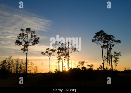 Il sole tramonta attraverso le Everglades della Florida slash pine forest Foto Stock