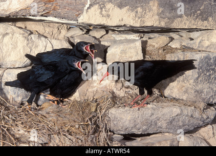 Red fatturati CHOUGH Pyrrhocorax pyrrhocorax pulcini di alimentazione al nido in edificio rovinato Foto Stock