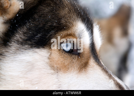 Team di cani husky pronto a tirare un musher e sledge beond il circolo polare artico in Lapponia Finlandia Foto Stock