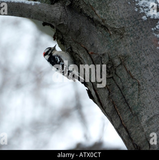 Picchio lanuginosa Picoides pubescens Foto Stock