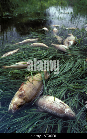 Pesci morti in seguito a incidenti di trattamento delle acque reflue lavora nei pressi di Ponte Defford Worcestershire Inghilterra Foto Stock