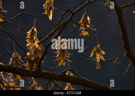 Frutti di carpino Carpinus betulus in inverno Foto Stock