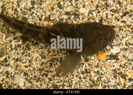 Rock Goby, Gobius paganellus, in piscina di roccia comune e variabile piscina di roccia e pesce intertidale Dorset Foto Stock