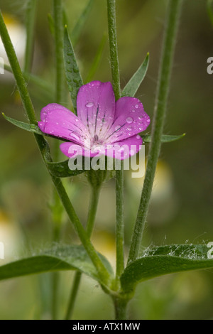 Corncockle Agrostemma githago con gocce di pioggia molto raro cornfield infestante NEL REGNO UNITO Foto Stock