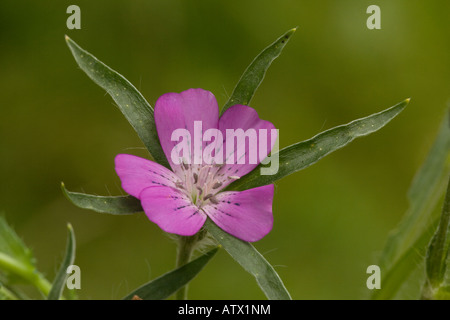 Corncockle Agrostemma githago molto raro cornfield infestante NEL REGNO UNITO Foto Stock