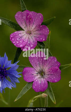 Corncockle Agrostemma githago con gocce di pioggia molto raro cornfield infestante NEL REGNO UNITO Foto Stock