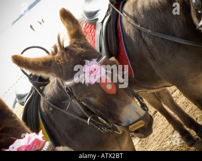 Colpo d'asino angolato, sellati senza cavaliere, sulla spiaggia di Scarborough. North Yorkshire Regno Unito Foto Stock