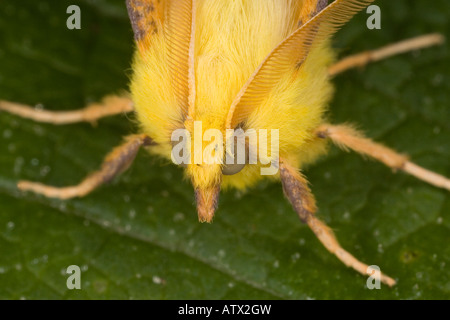Con spallamento canarie Thorn moth Ennomos alniaria close up Dorset Foto Stock