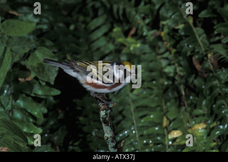 Chestnut facciate trillo maschio, Dendroica pensylvanica, appollaiato. Foto Stock