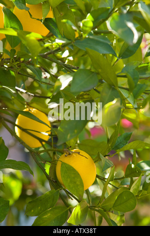Messico Guanajuato quasi maturi arance che crescono su albero in giardino ex Hacienda de San Gabriel de Barrera Foto Stock