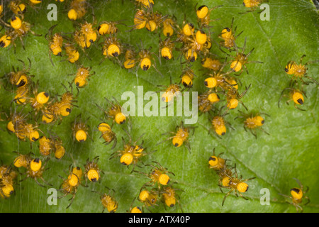Giovani spiderlings del giardino spider (Araneus diadematus) close-up Foto Stock