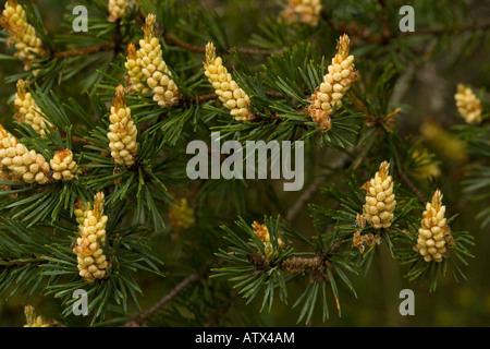 Pino silvestre in fiore Pinus sylvestris Foto Stock