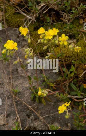 Hoary Rockrose, Helianthemum canum, in fiore molto raro nel Regno Unito Foto Stock
