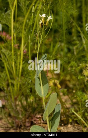 Cavolo dell'orecchio di Lepre, Conringia orientalis, Foto Stock