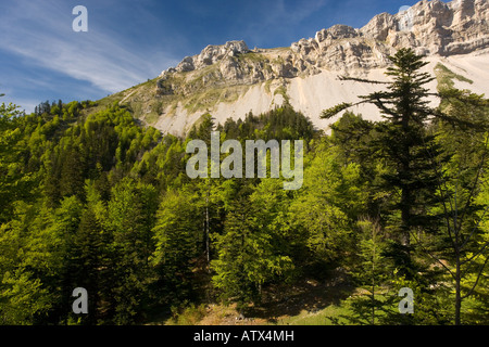 Foresta di abete d'argento, Abies alba con faggio Fagus sylvatica nella Valle del Buech Vercors Montagne Francia Foto Stock