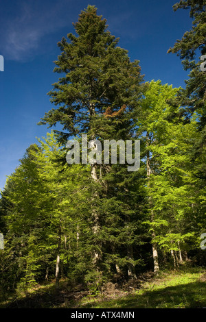 Abete bianco bosco di Abies alba con il faggio Fagus sylvatica nella valle Buech montagne del Vercors Francia Foto Stock