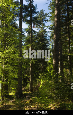 Abete d'argento, foresta, Abies alba, nella Valle del Buech, Vercors Montagne Francia Foto Stock