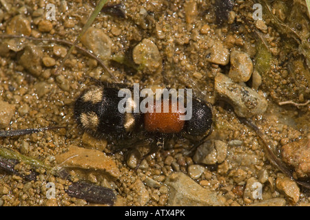 Velvet Ant probabilmente femmina Mutilla europaea, Vercors Foto Stock