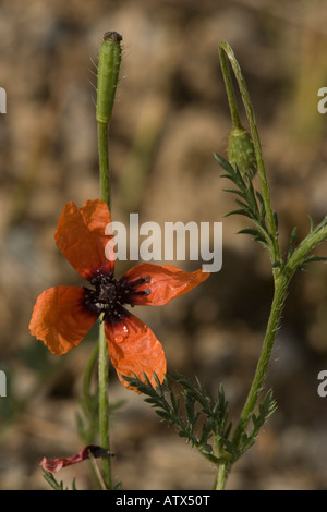 Fico d'india di papavero Papaver argemone in fiore con fico d'india frutto raro di erbaccia seminativi NEL REGNO UNITO Foto Stock