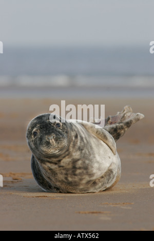 Guarnizione grigia Halichoerus grypus pup sulla spiaggia Foto Stock