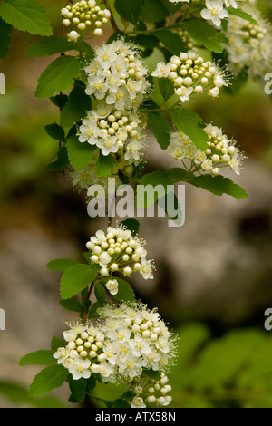 Elm Leaved Spiraea, Spiraea chamaedrifolia, Spiraea ulmifolia, in fiore ampiamente naturalizzato Foto Stock