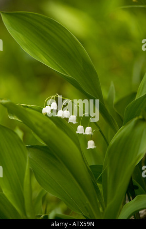 Il giglio della valle convallaria majalis in fiore Foto Stock