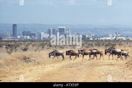 Gnu attraversamento di strada sterrata nel Parco Nazionale di Nairobi e con vista sullo skyline di distanza in Kenya Africa orientale Foto Stock