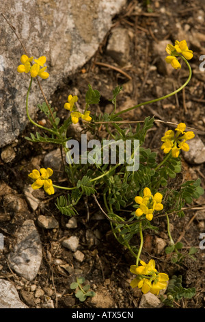 Piccolo attacco Scorpion, Coronilla vaginalis, Alpi Giulie Foto Stock