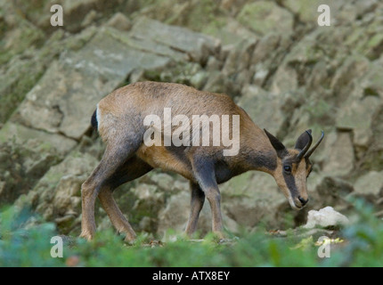 Camosci dei Pirenei, o Isard, (Rupicapra pyrenaica) Pirenei francesi Foto Stock