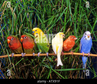 Due uccellini fischeri (Agapornis fischeri), due budgerigar e due canarini di colori diversi seduti su un ramoscello Foto Stock