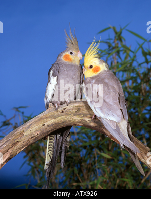 Cockatiel (Nymphicus hollandicus). Due uccelli appollaiato su un ramo Foto Stock