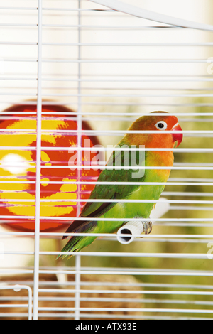 Fischer Lovebird in gabbia / Agapornis fischeri Foto Stock