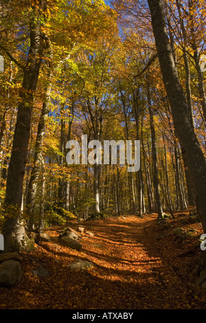 Pista attraverso la faggeta (Fagus sylvatica) in autunno Foto Stock