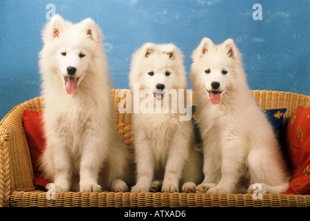 Tre Samojed cuccioli di cane seduto sul lettino Foto Stock