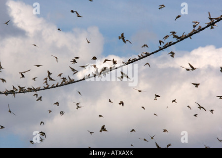 Grande gregge di sabbia martins Riparia Riparia raccolta, Brenne Francia Foto Stock