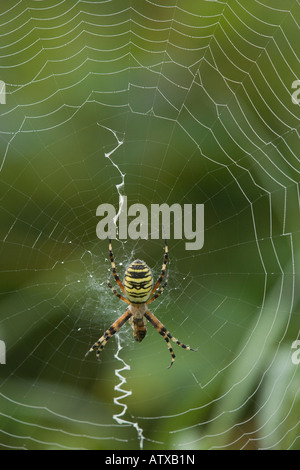 WASP Spider, Argiope bruennichii, femmina sul suo web con zig zag stabilimentum che si diffonde verso nord in Europa Foto Stock