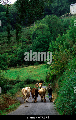 Spagna, Asturie. Contadino con i suoi animali in Grandas de Salime. Vista posteriore Foto Stock